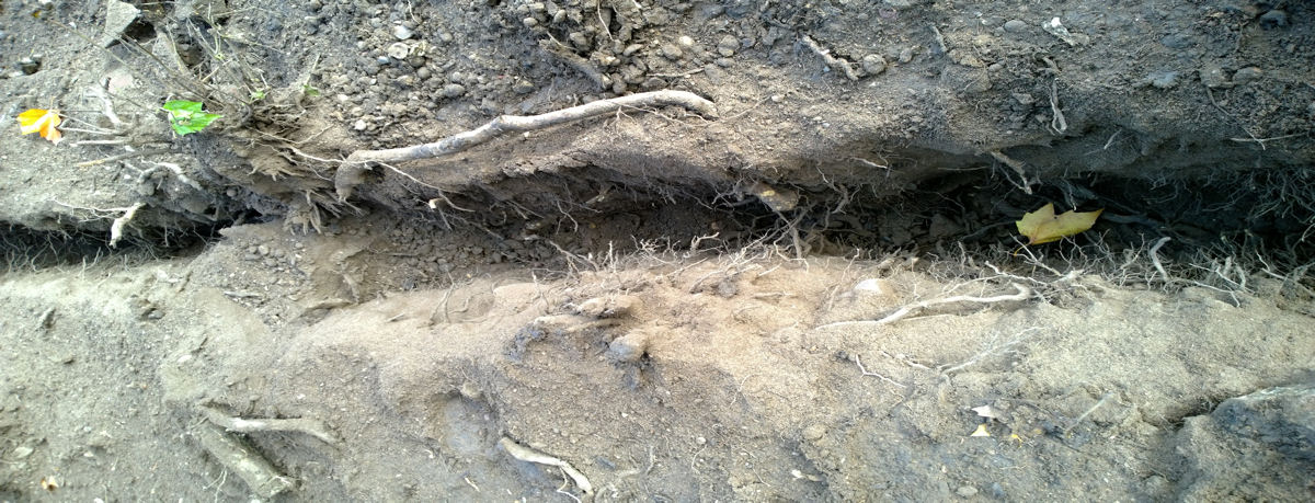 Root Finding