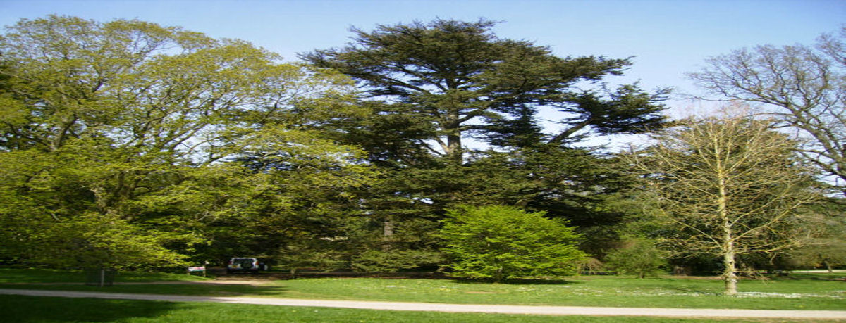 Helping Trees